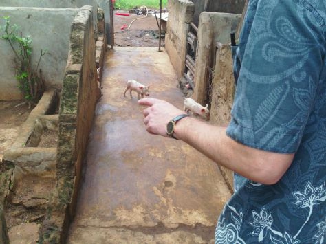 Small baby pigs at a farm start-up